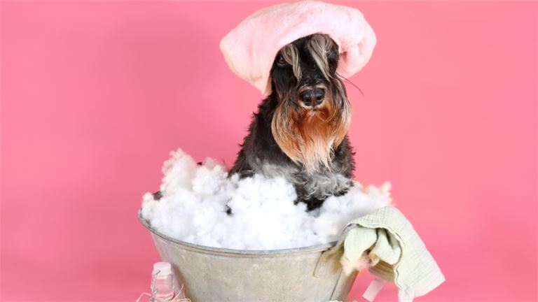 Dog Grooming Business For Sale