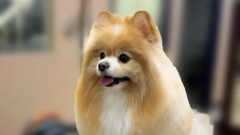 Fancy haircuts