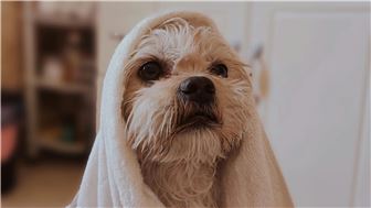Profitable Central Coast Pet Grooming Business