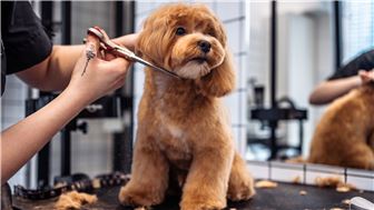 Top-performing Pet grooming & store Franchise in the U.S.