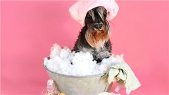 Pamper Your Pets - Attention Dog Lovers!