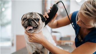 Well Established Pet Grooming Salon in an Affluent Town