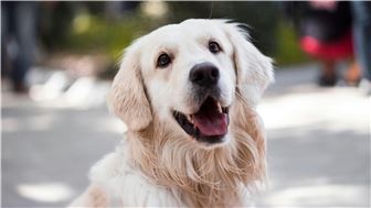 Pet Services Company | Home-Based & Profitable