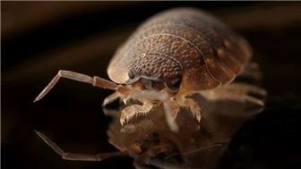 Long Time Pest Control Business