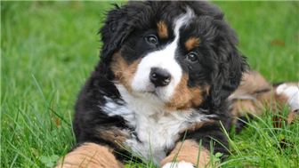 Thriving Online Dog Grooming Supply Store