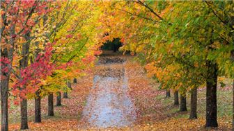 Tree Care Company - Charlotte MSA