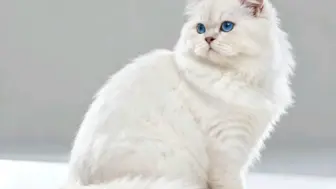 Net Profit Over $200K British  Kitten Breeding Business For Sale