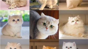 Profit Margin 60% British  Kitten Breeding Business For Sale