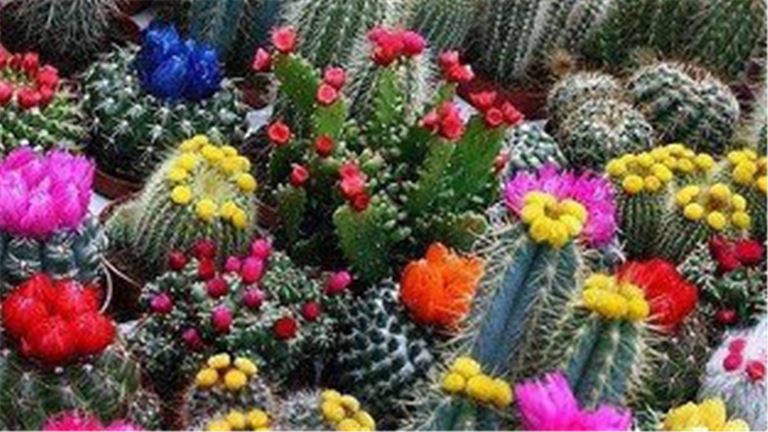 cacti