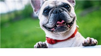 Established Dog Daycare & Boarding