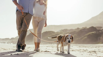 In-Home Dog Training Franchise