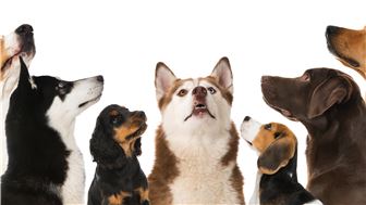 Large Well-Known Dog Daycare & Dog Boarding Facility - Google 5 Star