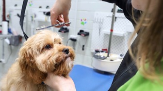 Mobile Pet Grooming Business | Orlando, FL