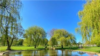 Profitable Pond Servicing Business in Palm Beach County