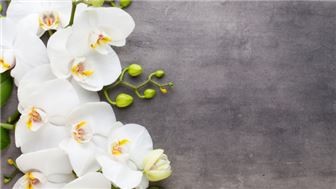 Luxury Flower Shop - 71470