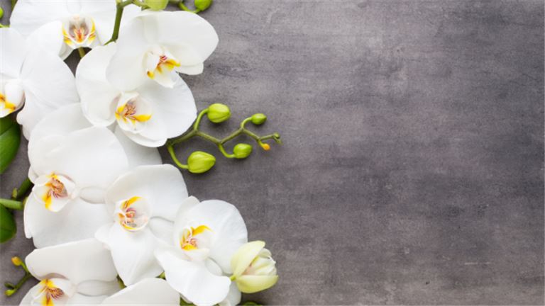 Luxury Flower Shop