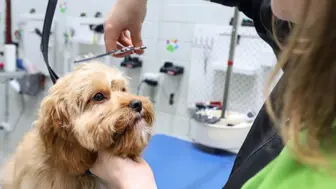 Mobile Pet Grooming Business | San Antonio, TX