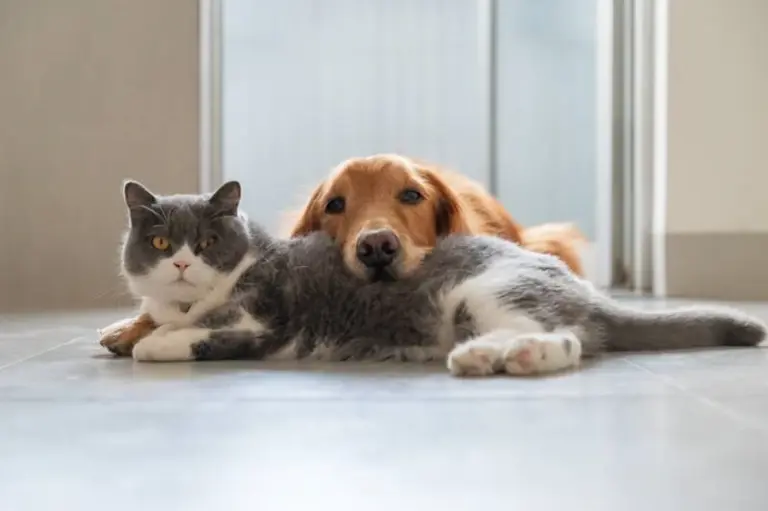 Premier Luxury Pet Hotel W. Central IN