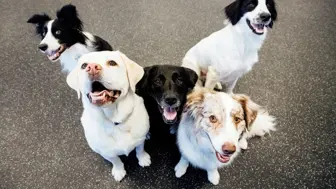 Dog Daycare, Boarding, And Spa