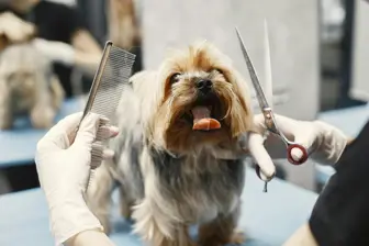 Pet Care Center Specializing in Boarding, Daycare, & Grooming Services