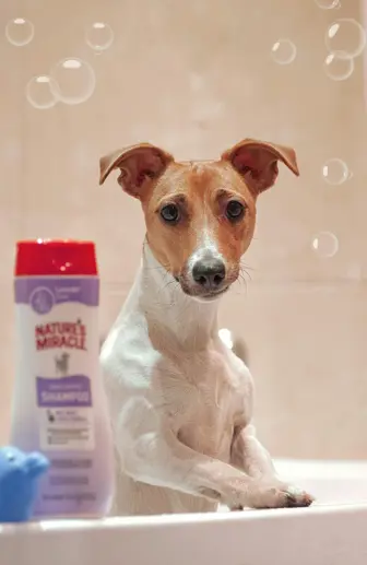 Pet Care Center Specializing in Boarding, Daycare, and Grooming