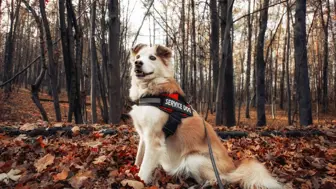 SBA Pre-Qualified Amazon FBA eCommerce Brand | Pet Products & More