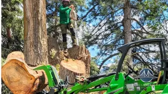 Profitable Tree Care Company
