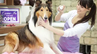 Established Pet Grooming shop w/ Loyal, Repeat Clientele