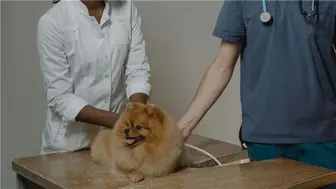 Veterinary Practice Huntington Suffolk Border $350k Revenue