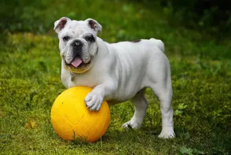 Highly Rated Dog Daycare Business For Sale