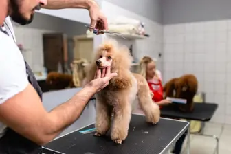Oviedo Pet Grooming | $368K Sales | Prime Spot