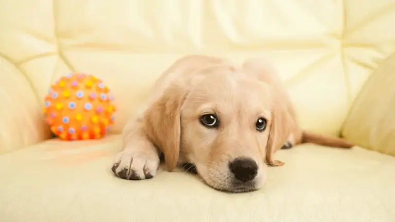 Protect fine fabrics from pets, kids and wine