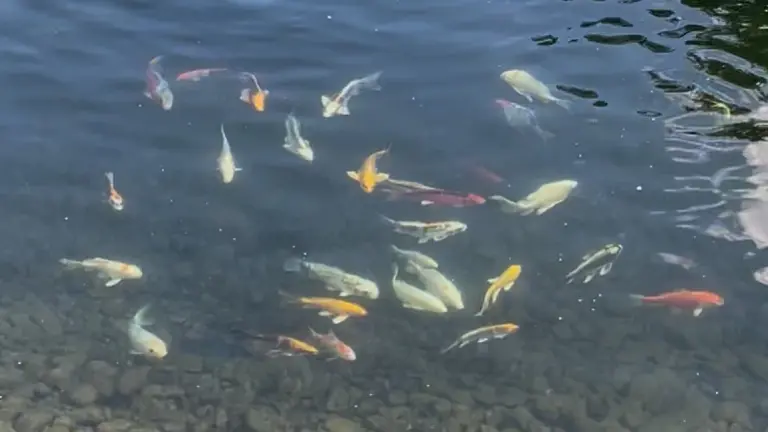 Clear Water