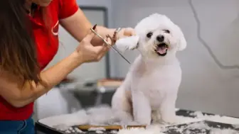 Established Dog Wash & Grooming Spa
