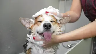 Profitable Turnkey Dog Grooming Spa for Sale