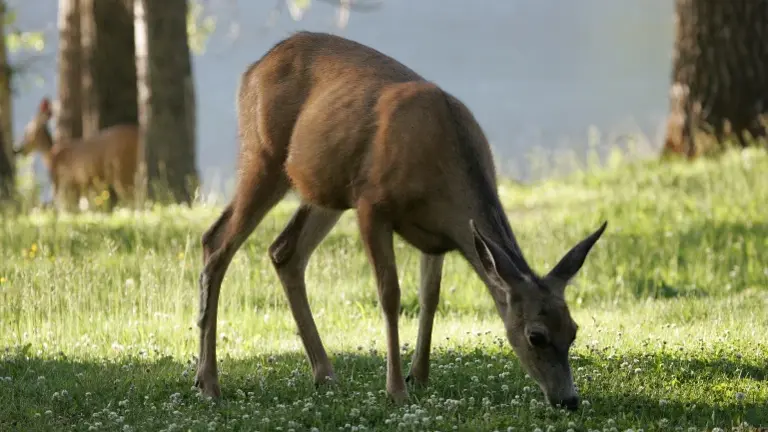 Wildlife