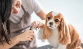 Pet Supplies & Grooming