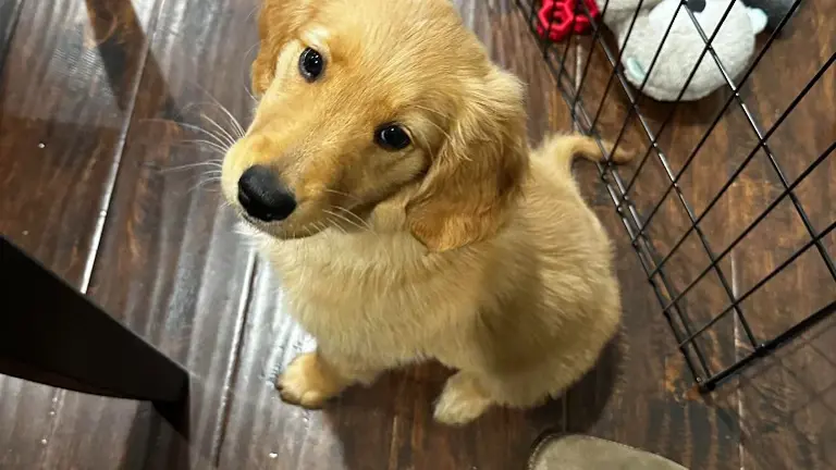 Puppy lessons