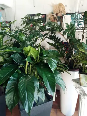 Established Flower Shop in Bergen County