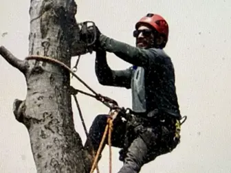 Tree Cutting Service 17 years For Sale Tampa FL