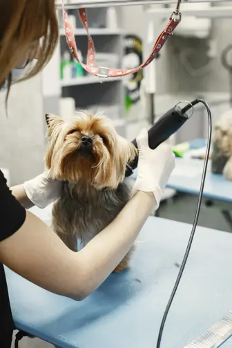 Established Dog Grooming Business