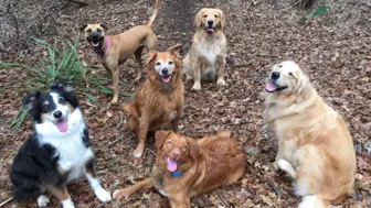 ONE OF A KIND Holistic Dog Daycare & Overnight Care Business FOR SALE