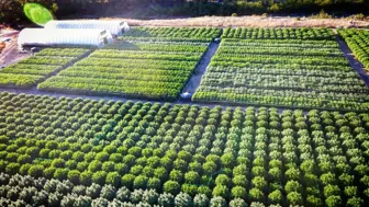 6.4+/- Acre Licensed Cannabis Farm on 800 Acres in Humboldt County