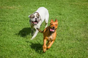 Thriving Cage-Free Dog Daycare & Boarding with Recurring Revenue