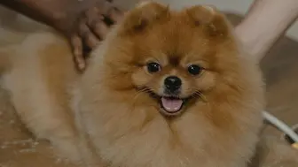 Pet Care Brand with $37k in Profit