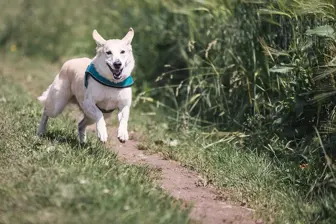 Pet Care with High Repeat Clients