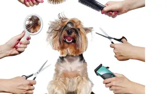 Established Pet Grooming & Daycare Business with Loyal Clientele