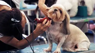 Profitable Pet Grooming Business with Mobile Grooming Unit | Turnkey