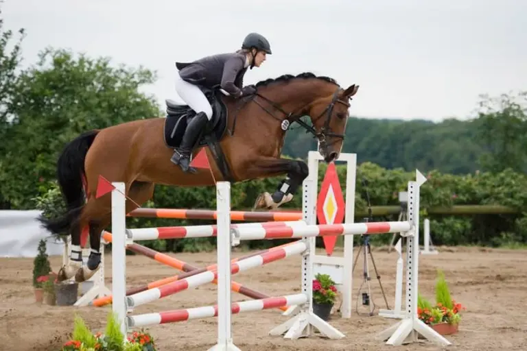 Hunter &amp; Jumper Equestrian Specialty Retailer