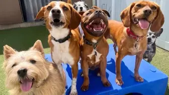 Turnkey Doggy Daycare & Boarding with Growth Potential